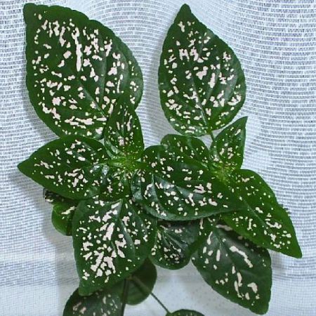 Frunze pestrite printre plante de apartament